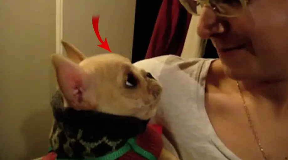 She Says, ‘I Love You!’ To Her Dog. His Response Leaves Her In Stitches!