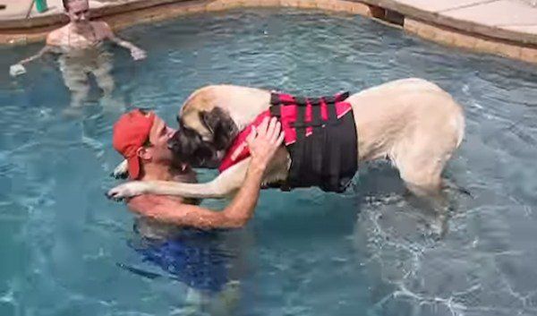 This Huge Dog Is Afraid Of Water, So Watch How Her Loving Owner Teaches Her To Swim!