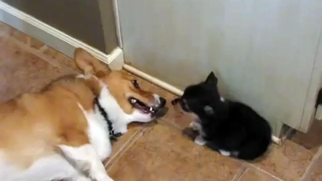This Pup Farts Near To Her Brother, His Reaction? So Funny!