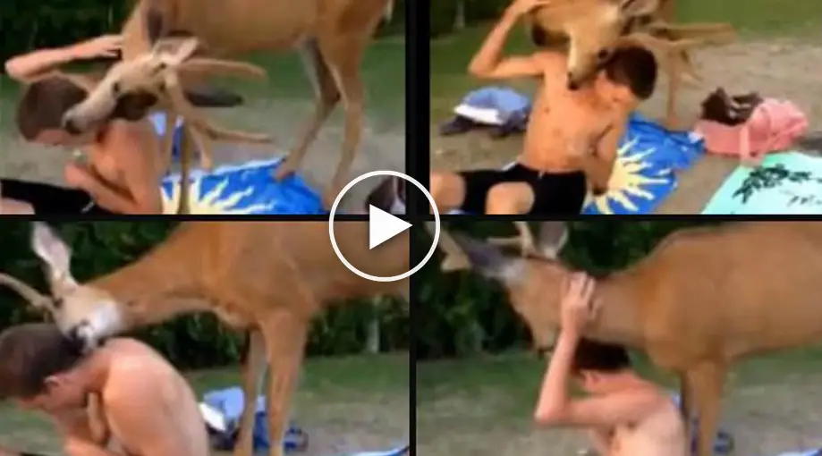Deer Pops Out Of The Woods, Much To His Surprise…Wait ‘Til You See Why!