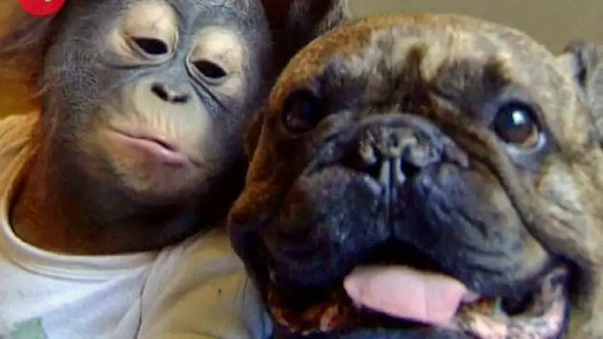 Watch this Baby Orangutan Kiss His Best Friend… A Bulldog!