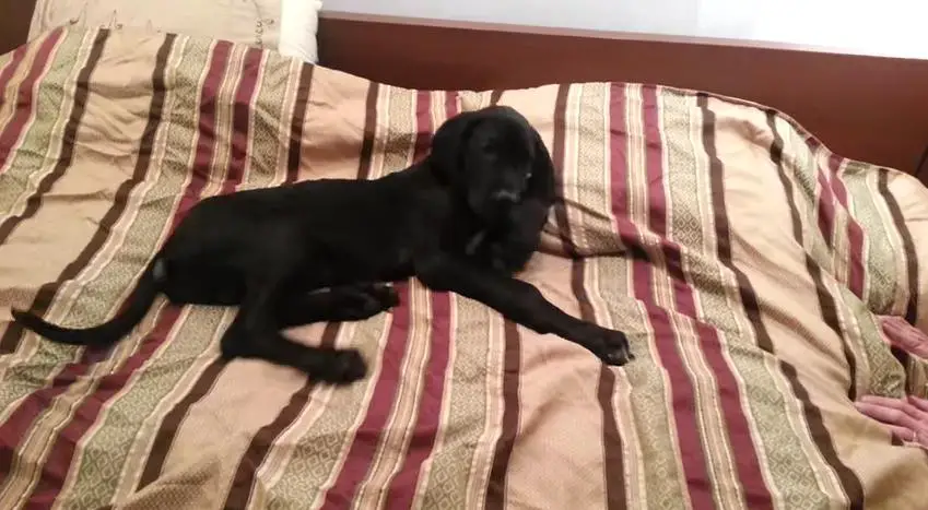This Lazy Dog Doesn’t Want To Wake Up And He Has The Best Way To Express It! So Hilarious!