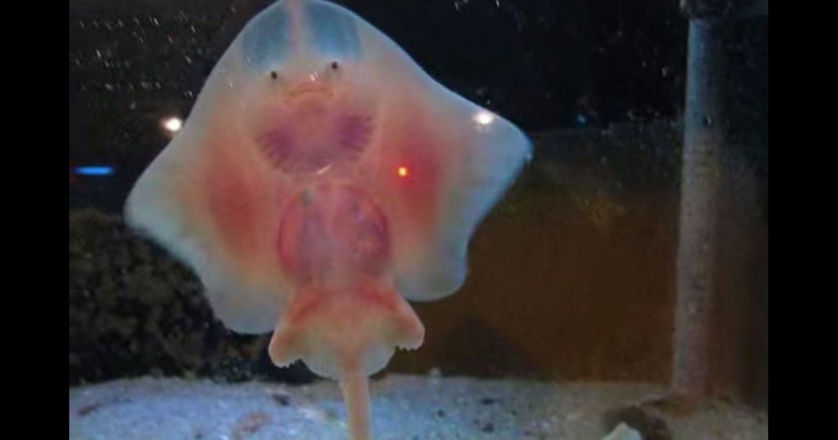 Baby Stingray Puts On A Show, And It’s Beyond Adorable!