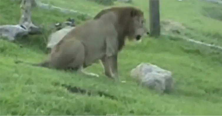 This Lion Was Rescued From A Circus
