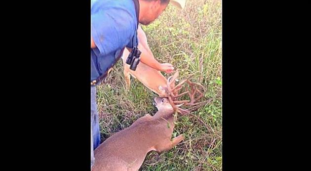 He Finds Two Deer Tangled – Watch As He Reaches For Their Antlers