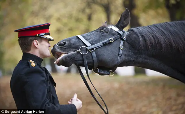 He’s Trying To Leave – But The Horse Made Everyone Laugh
