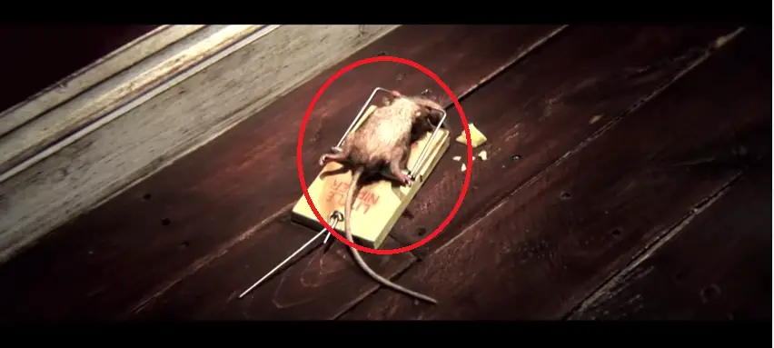 This Mouse Had No Chance For Survival, But What Happened Next Will Make You Laugh Out Loud!