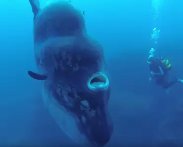 This Mysterious Creature Of The Deep Is So Large That It Might Inhale A Human.