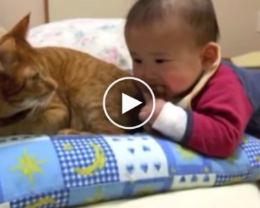 Everyone Loves Cats, But If You Watch This Video You Will Love Them Even More.