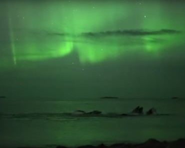 Footage of Whales Swimming Under the Northern Lights Is Simply Sublime