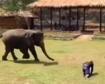 This Elephant Thinks Her Handler Is In Danger. How She Responds Is An Act Of Pure Love