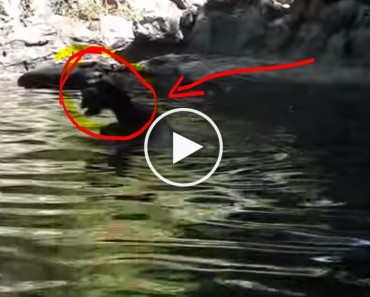 This Goat Was Drowning, But You Will Never Know The Hero That Rescued Him From Death.