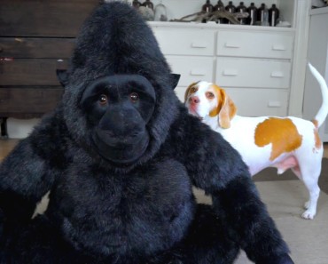 Adorable Dog Falls In Love With Stuffed Gorilla