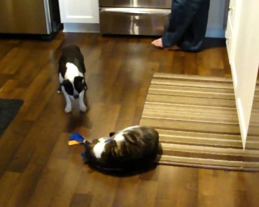 This Dog Struggles To Get Back His Toy. The Way He Reacts Is Hilarious!