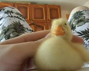 Duckling’s Reaction to Being Petted Is the Cutest Thing You’ll See All Day