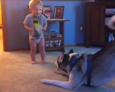 Baby and Husky Play Together