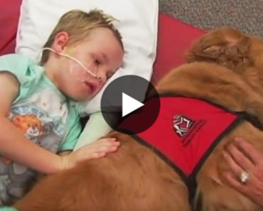 Their Injured Son Was Utterly Lifeless. When They Introduced Him To A “Healing Dog”, Everything Changed