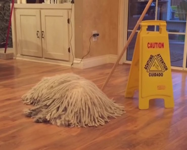 This Hilarious Dog Has The Greatest Unintentional Camouflage Of All Time!