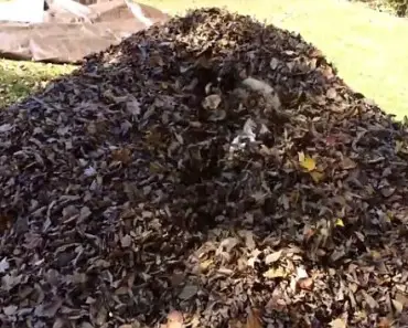 It Seems Like A Normal Leaf Pile, But Keep Your Eyes On The Center!
