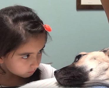 Little Girl Stares Into The Eyes Of A Dying Dog. What Follows Seconds Later? A Miracle