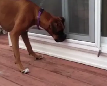Adorable Boxer Is Scared Of A Tiny Feather