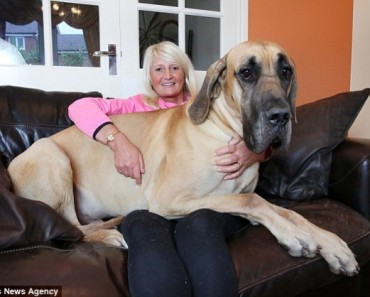 They Just Discovered The Real-Life Scooby-Doo, And My Life Is Now Complete