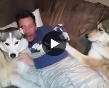 Watch This Hilarious Jealous Dog Demands More Attention!