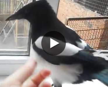 Amazing – This Magpie Laughs Just Like A Child!