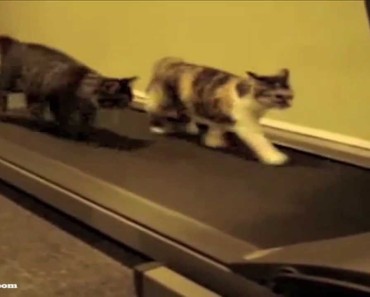 I’m laughing So Hard! You Have To See What My Cats Learned To Do!