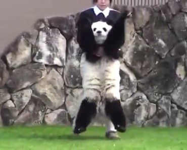 Baby Panda Decides To Be Stubborn When He Sees His Caretakers. So Funny!
