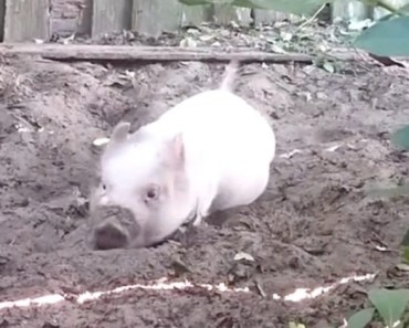 When This Pig Gets A Little Too Hyper, Something Adorable Happens