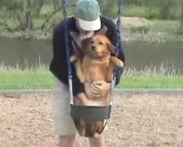 When Dad Put The Family Dog In The Swing, The Dog’s Reaction Has Everyone In Hysterics!