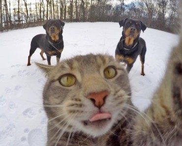 This Cat (Also) Taked Better Selfies Than You