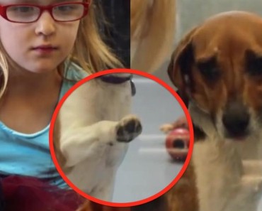 This Kid Goes to the Animal Shelter and Sees What the Adults Couldn’t
