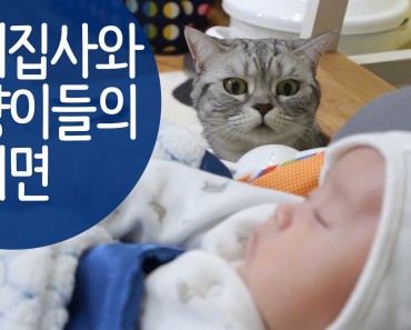 Look How These Adorable Cats React to the New Baby, This is Hilarious!