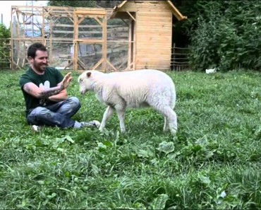 Rescued Lamb Happily Hops Along With A Human And His Goat Friend