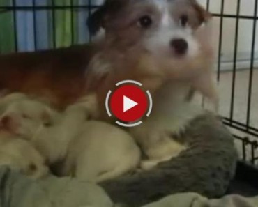Dog Takes In 2 Kittens and Nurses Them Along with Puppy Litter