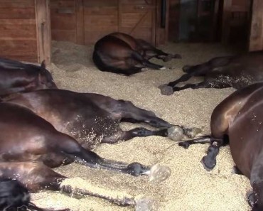She saw her horses lying in the barn, but couldn’t help but film this ridiculous scene