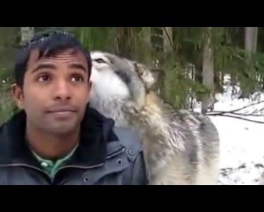 Three Wolves Get Very Close To Show A Man How Much They Love Him