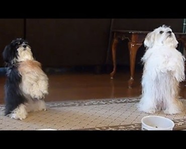 Dogs Praying Before Their Meal