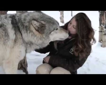 Huge Fluffy Wolf Snuggles Up To His Favorite Human