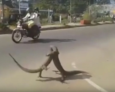 Watch These Two Monitor Lizards Fighting in the Middle of a Busy Road