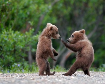 2 Little Bears Playing On The Road Bring The Traffic To A Stop And Stun All!
