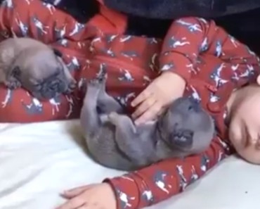 2 Tiny Puppies Snuggle With Their Baby Human. But When He Starts To Wake Up? ADORABLE…