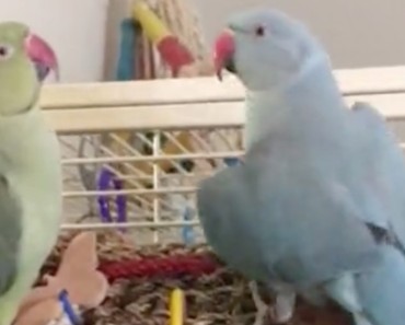 Watch What This Green Bird Says When His Blue Parakeet Brother Approaches Him