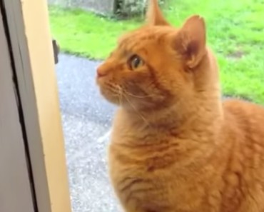 Whenever He Wants to Get in the House, the Cat Does THIS! You’re NOT Going to Believe It