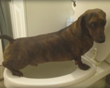 This Dog Is So Smart He Uses The Bathroom Like A Human!