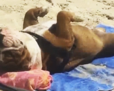 She Falls Asleep On The Beach. But Watch When Her Human Gets Too Close… HILARIOUS!