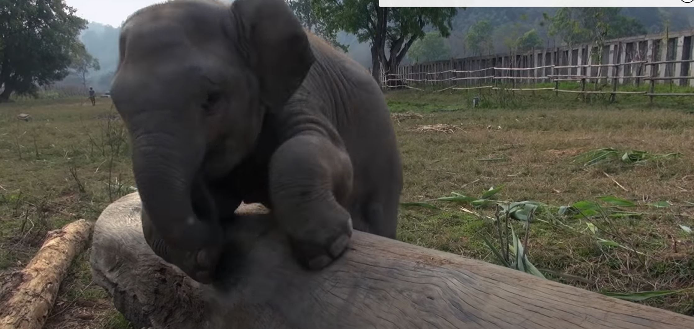 Baby elephant grow up happily and freely at Elephant Nature Park