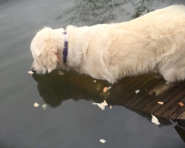 Rani is a golden retriever who has caught dozens of fish as well as some turtles